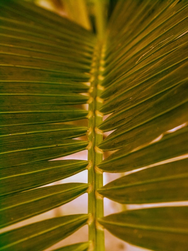 SÉRIE_FOLHAS 02