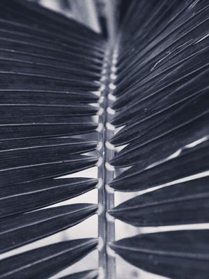 SÉRIE_FOLHAS 04