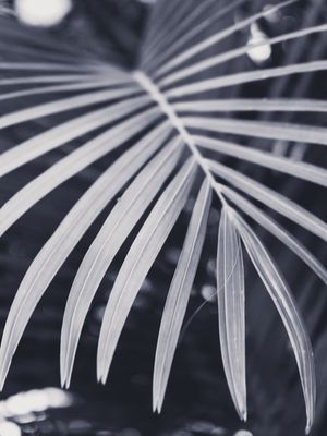 SÉRIE_FOLHAS 05