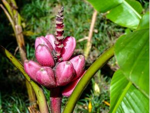 FOLHA VERDE, FRUTO ROSA