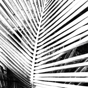 NATUREZA BRANCA 03 ARTISTA GLORIA RIMES
