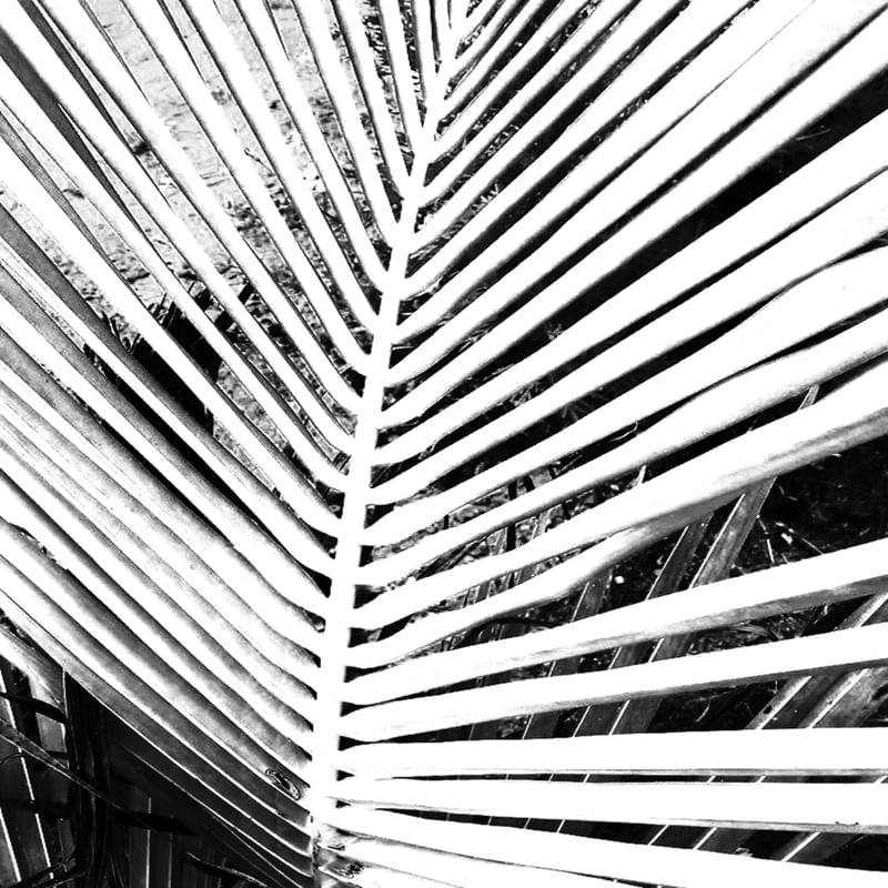 NATUREZA BRANCA 03 ARTISTA GLORIA RIMES