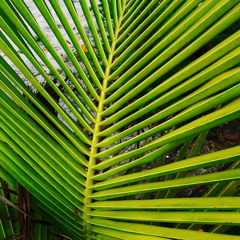 NATUREZA VERDE 04 ARTISTA GLORIA RIMES