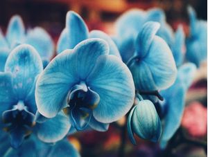 FLORES EM HOLAMBRA