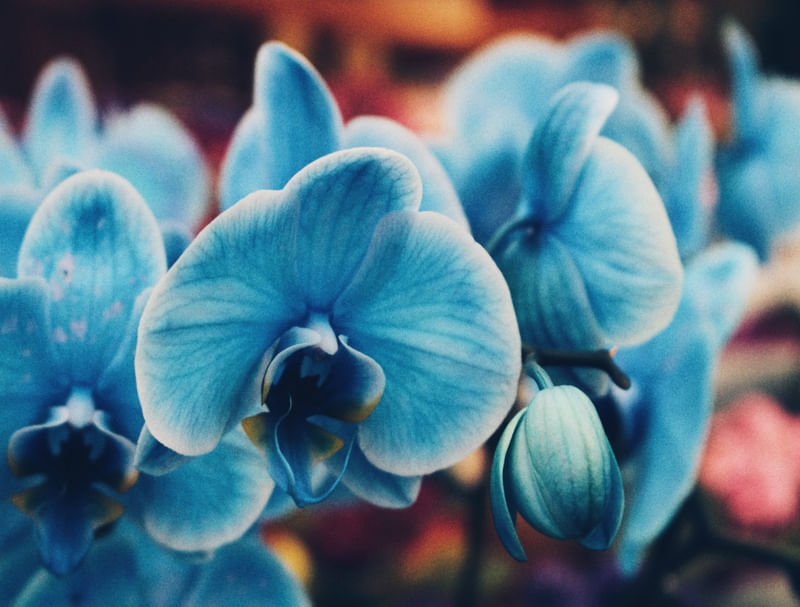 FLORES EM HOLAMBRA