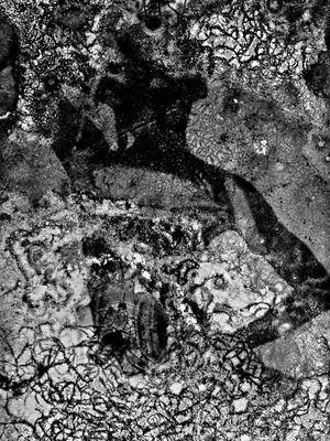 BIO-ART-XVIII