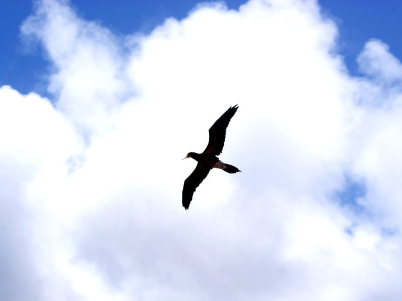 NUM INSTANTE IMAGINO UMA LINDA GAIVOTA A VOAR NO CÉU