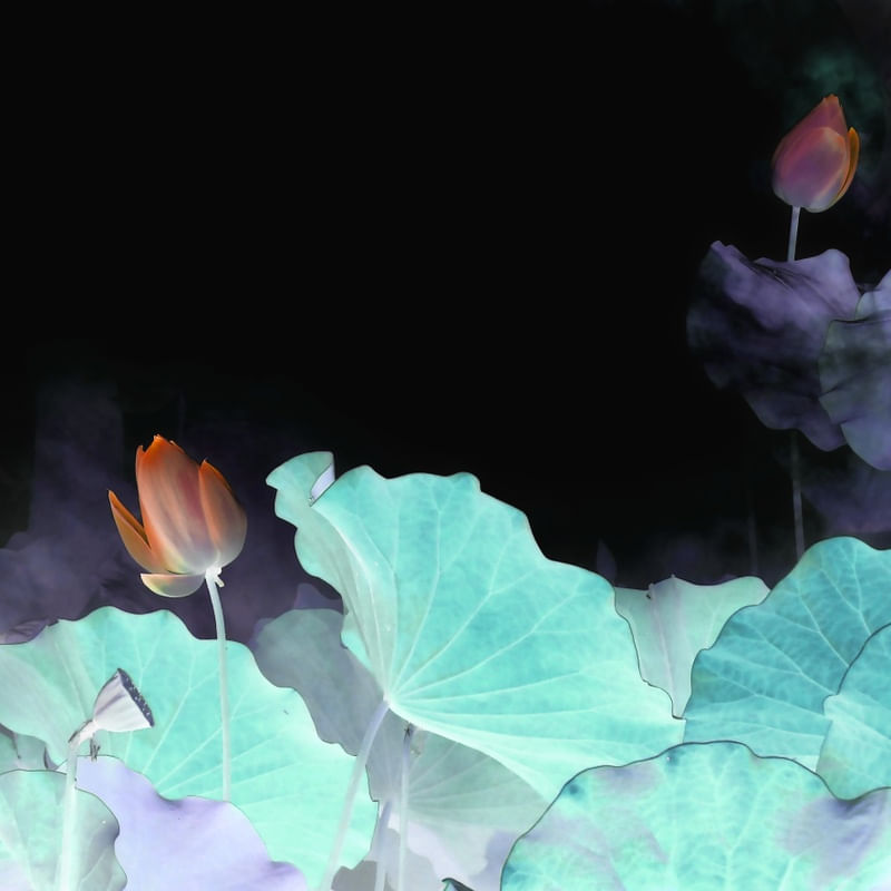 CIANO FLOWERS 3