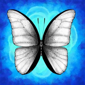 BOBOLETA MORPHO DIDIUS