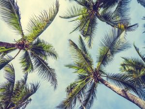 PALMS AND THE SKY