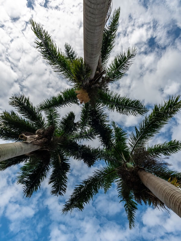 PALM TREES IN BLUE SKY