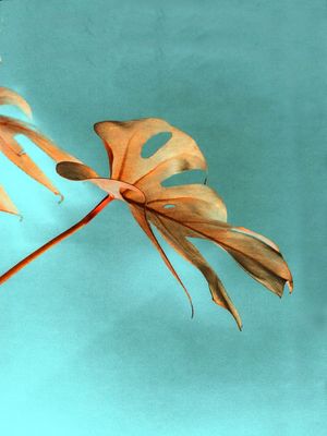 LEAF CIANO 1