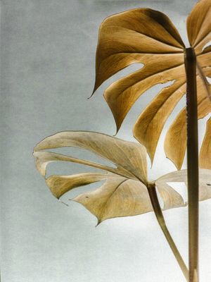 LEAF GOLD 2