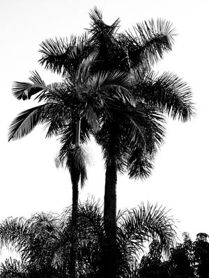NATUREZA DAS ÁRVORES EM PRETO E BRANCO