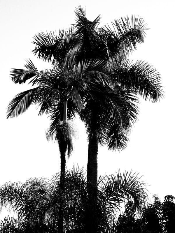 NATUREZA DAS ÁRVORES EM PRETO E BRANCO