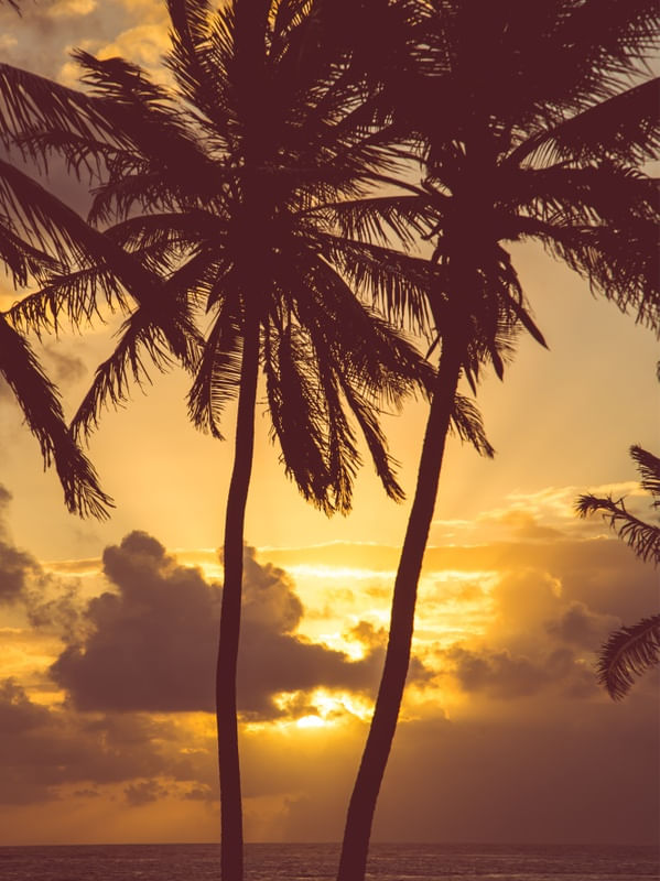 PALMS SAN ANDRES