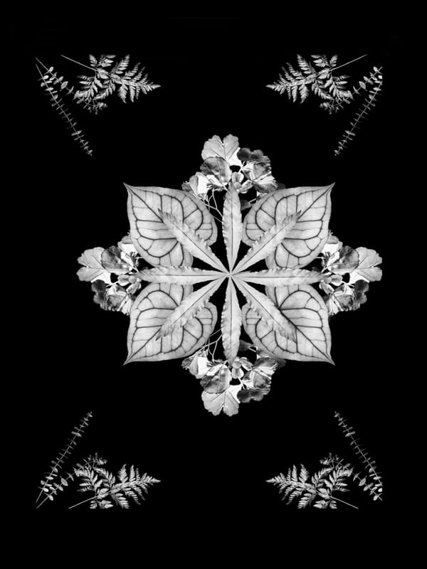 MANDALA DE FOLHAS AO VENTO