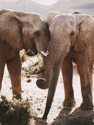 WILD LOVE