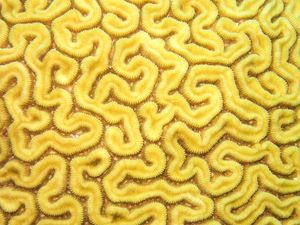 CORAL AMARELO