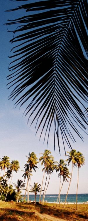 PRAIA DO FRANCÊS PV4