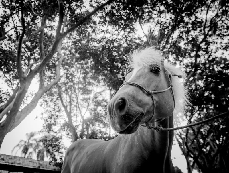 CAVALO DE FRETE PB