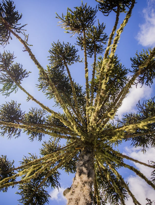 ARAUCARIA NO CÉU AZUL