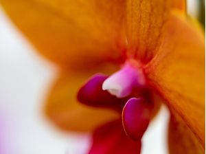 ORQUIDEA1