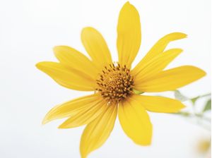 FLOR AMARELA LINDA