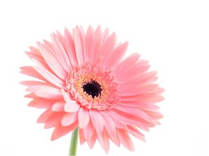 GÉRBERA ROSA