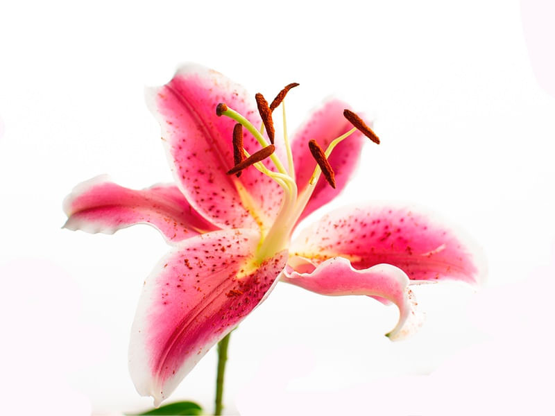 LÍRIO ROSA