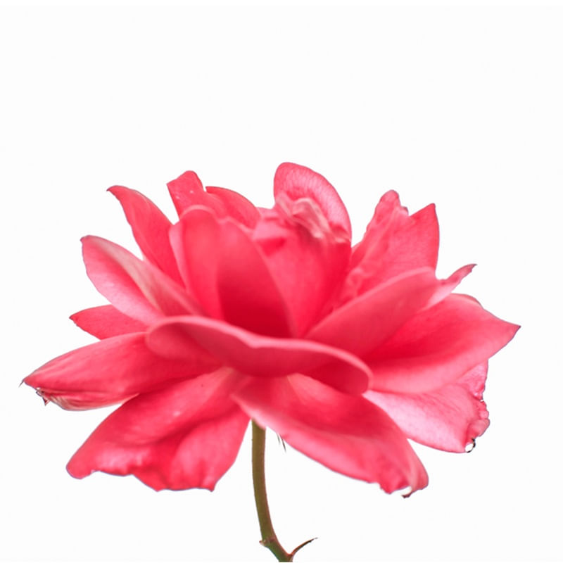 ROSA ROSA