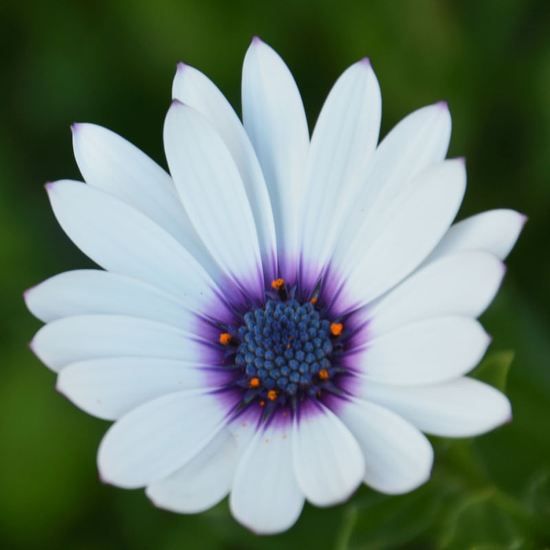 ROXO EM FLOR