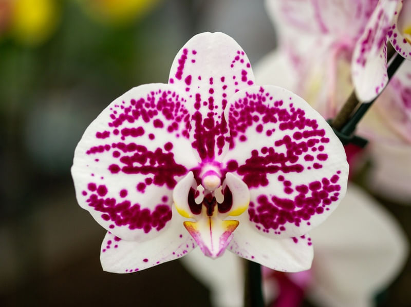 ORQUIDEA 3