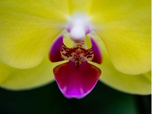 ORQUIDEA5