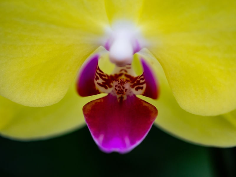 ORQUIDEA5