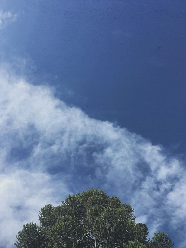 ARAUCARIA