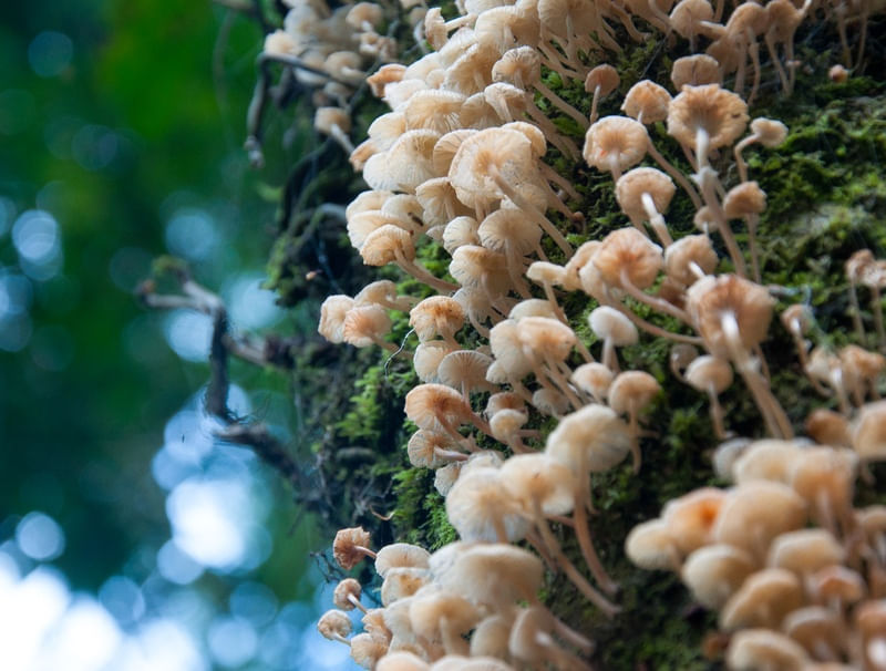 NATUREZA ABSTRATA