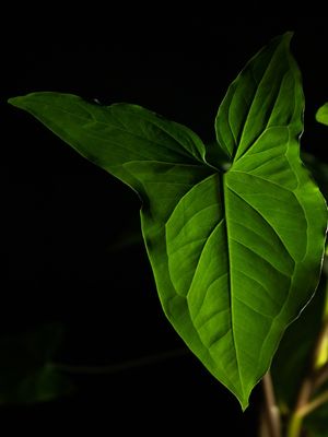 RETRATO NATUREZA