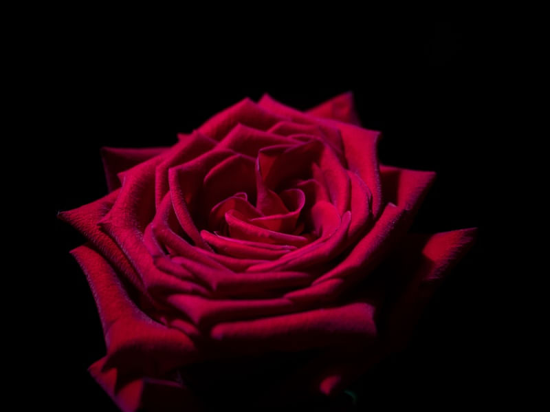 ROSA VERMELHA
