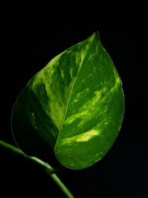 PLANTAR