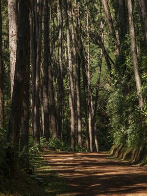 FLORESTA PASSA QUATRO
