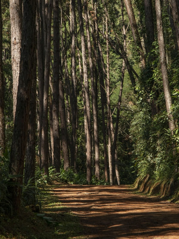 FLORESTA PASSA QUATRO