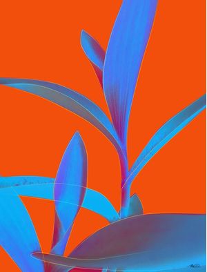 TRADESCANTIA IV