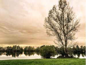 A ÁRVORE E O LAGO