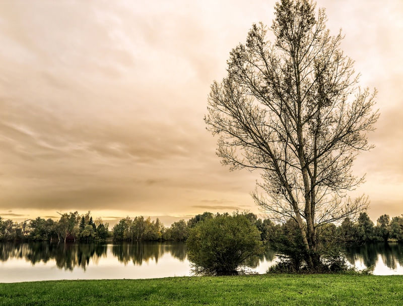 A ÁRVORE E O LAGO