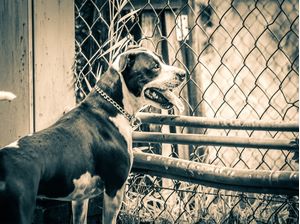 BELEZA DO PITBULL