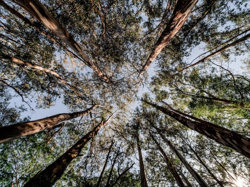CÉU DE FLORESTA