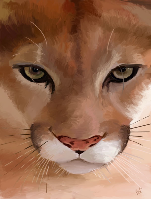 OLHAR DO JAGUAR