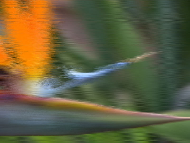 STRELITZA