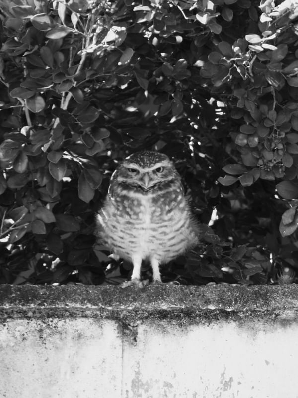 ANGRY OWL
